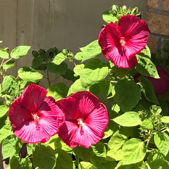 Meet your Posher, Patricia - Picture 1 of 1